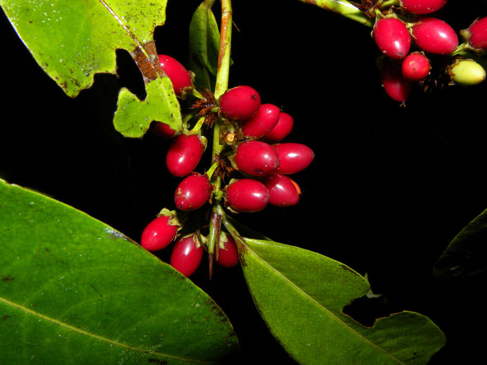 Image of Erythroxylum macrophyllum Cav.