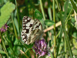 Imagem de Melanargia lachesis Hübner 1790