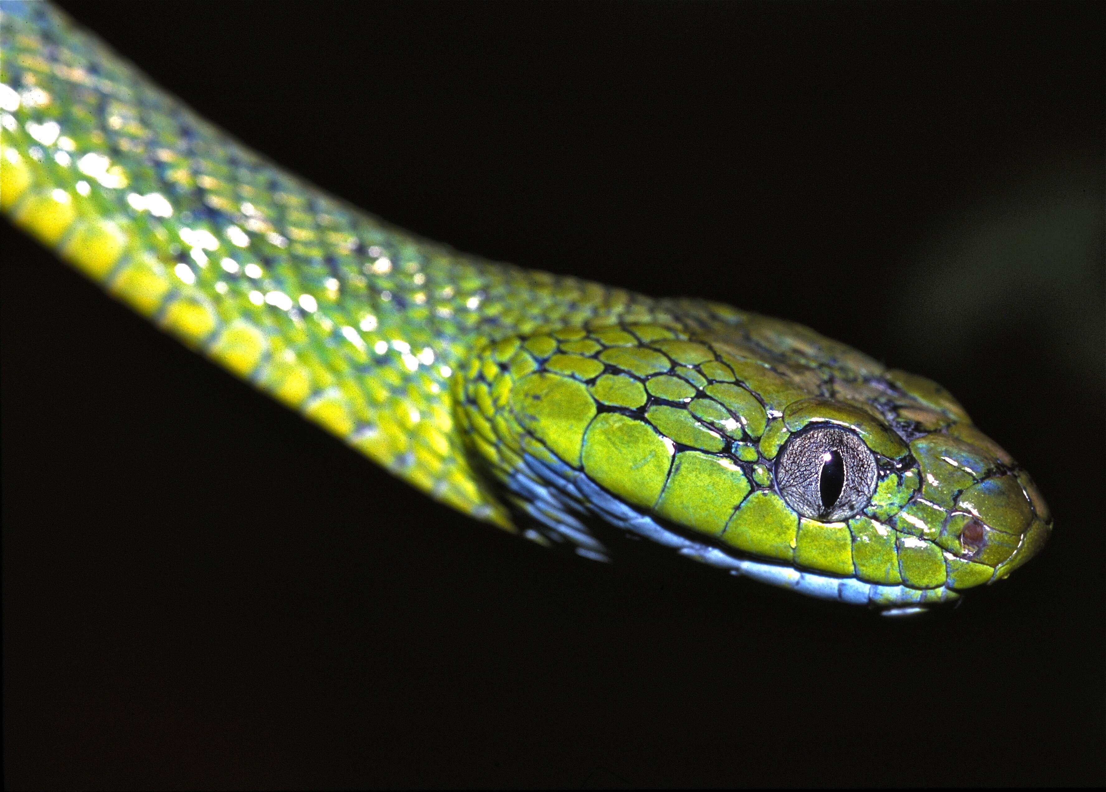 Image of Green Cat Snake