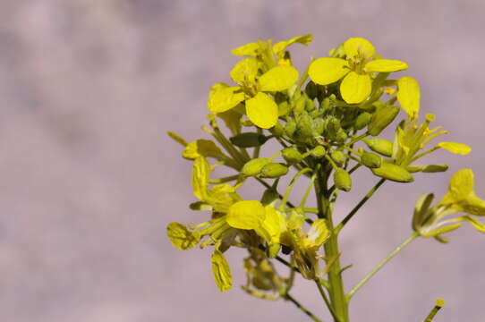 Image of Erucastrum nasturtiifolium (Poir.) O. E. Schulz