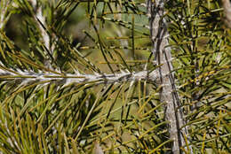 Image of Allocasuarina pinaster (C. A. Gardner) L. A. S. Johnson