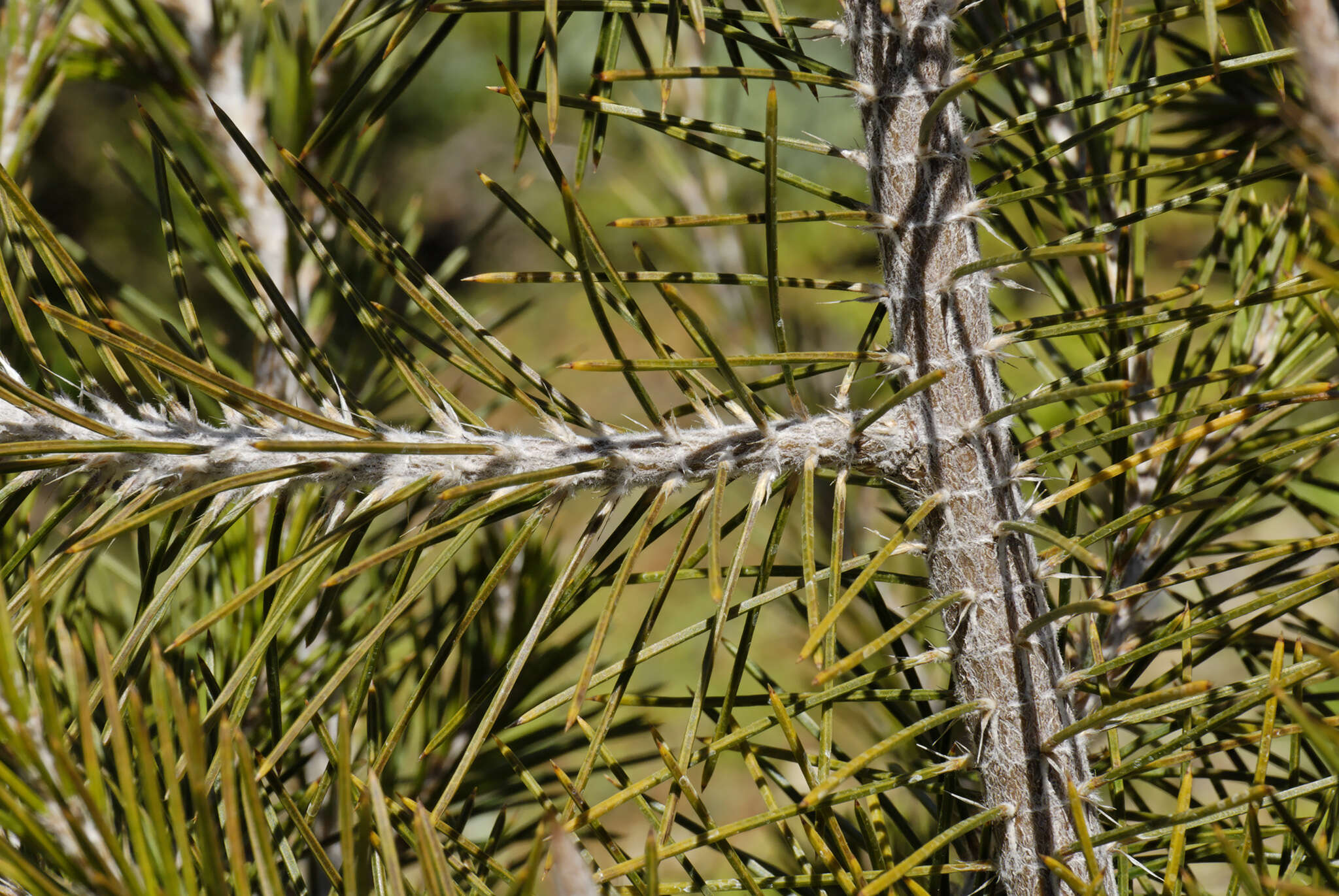 Image of Allocasuarina pinaster (C. A. Gardner) L. A. S. Johnson