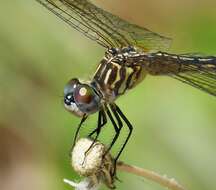 Image of Blue Dasher