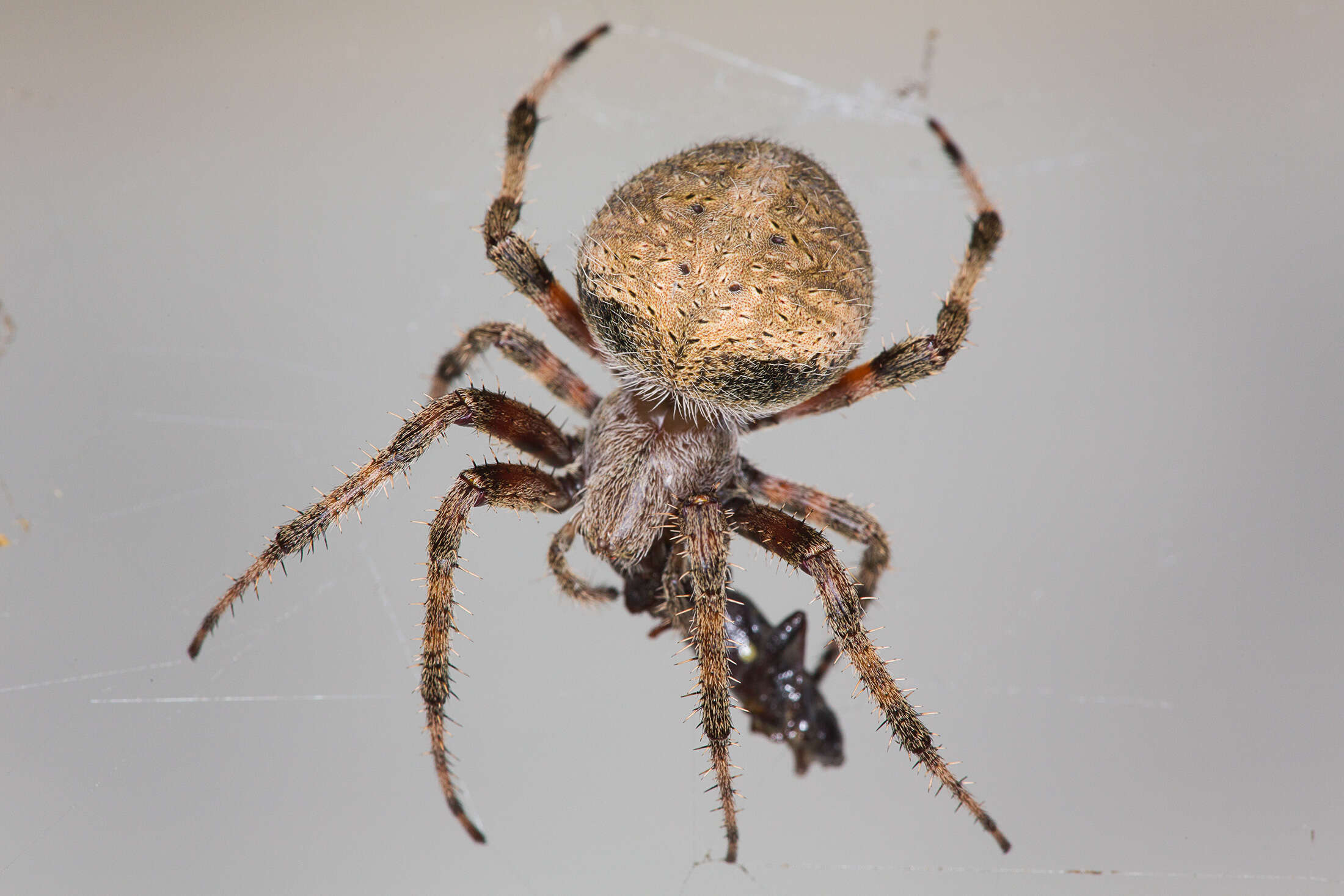 Image of Spotted Orbweavers