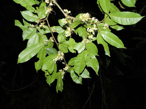 Image of Macrolobium costaricense W. C. Burger