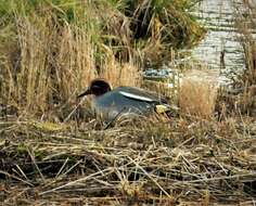 Image of teal, common teal