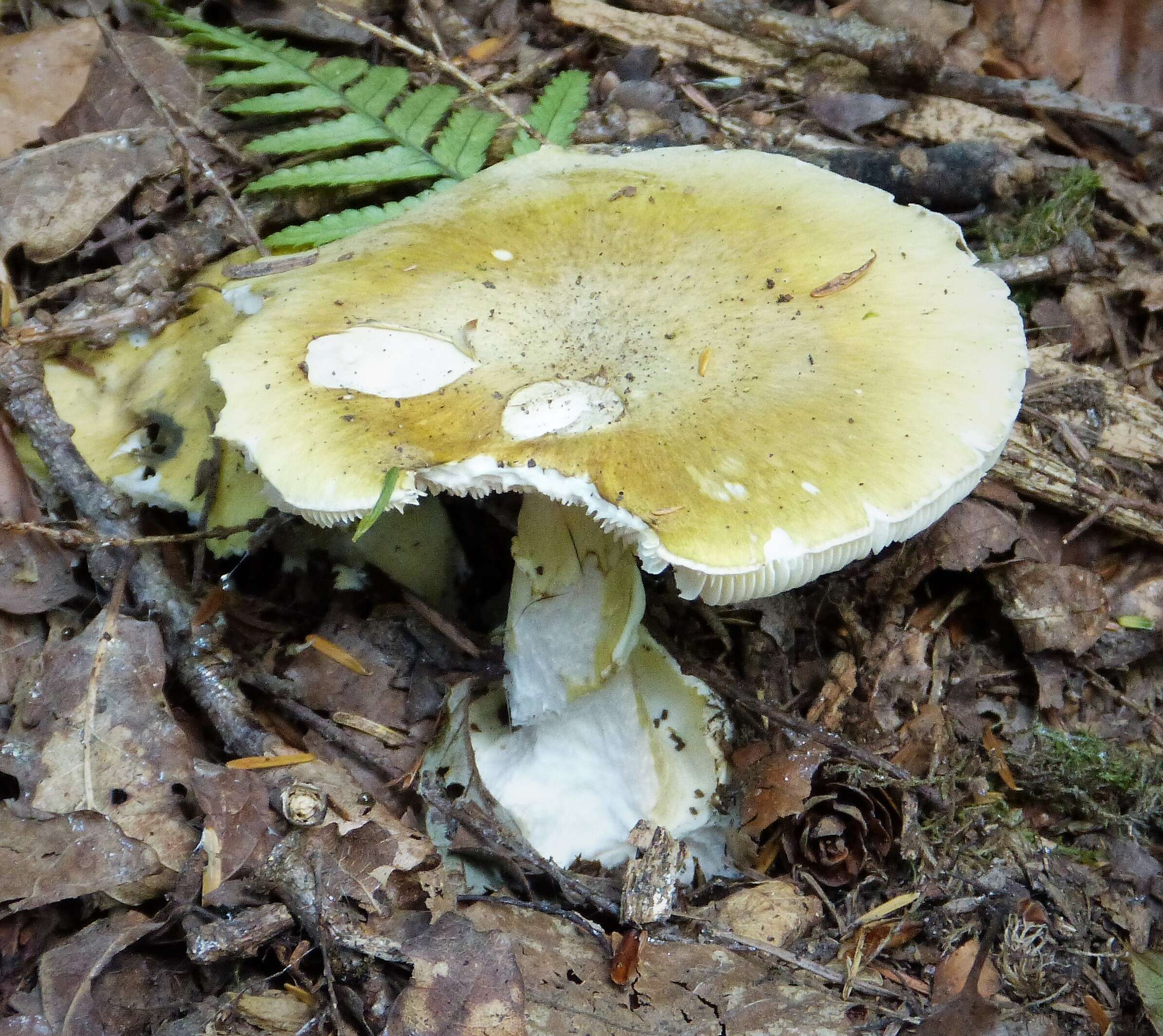 Image of False deathcap