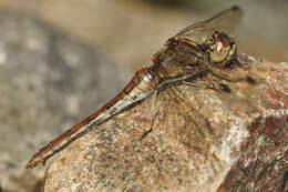 Image of Sympetrum Newman 1833