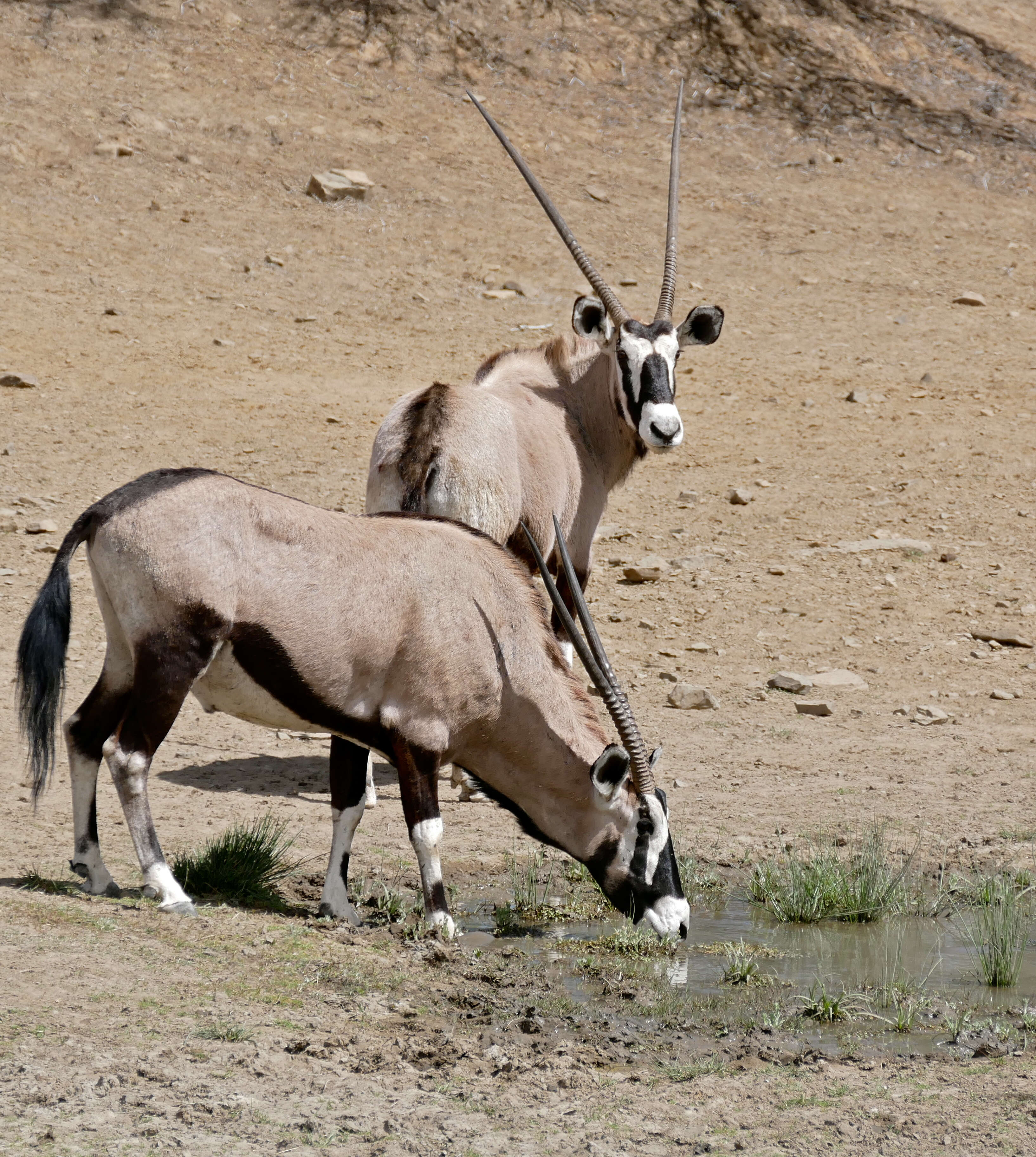 Image of Oryxes