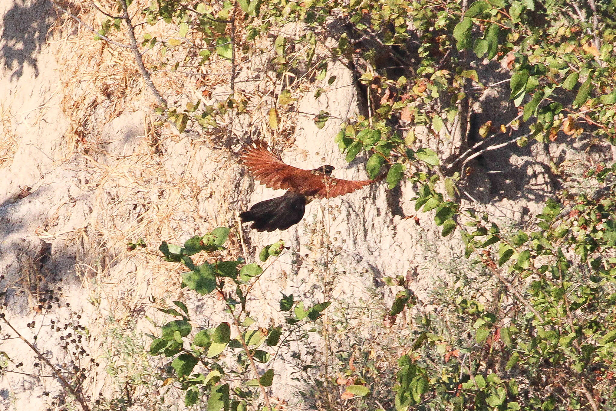 Plancia ëd Centropus senegalensis (Linnaeus 1766)