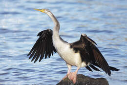 Image de Anhinga d'Australie