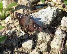 Image of Hammock Skipper