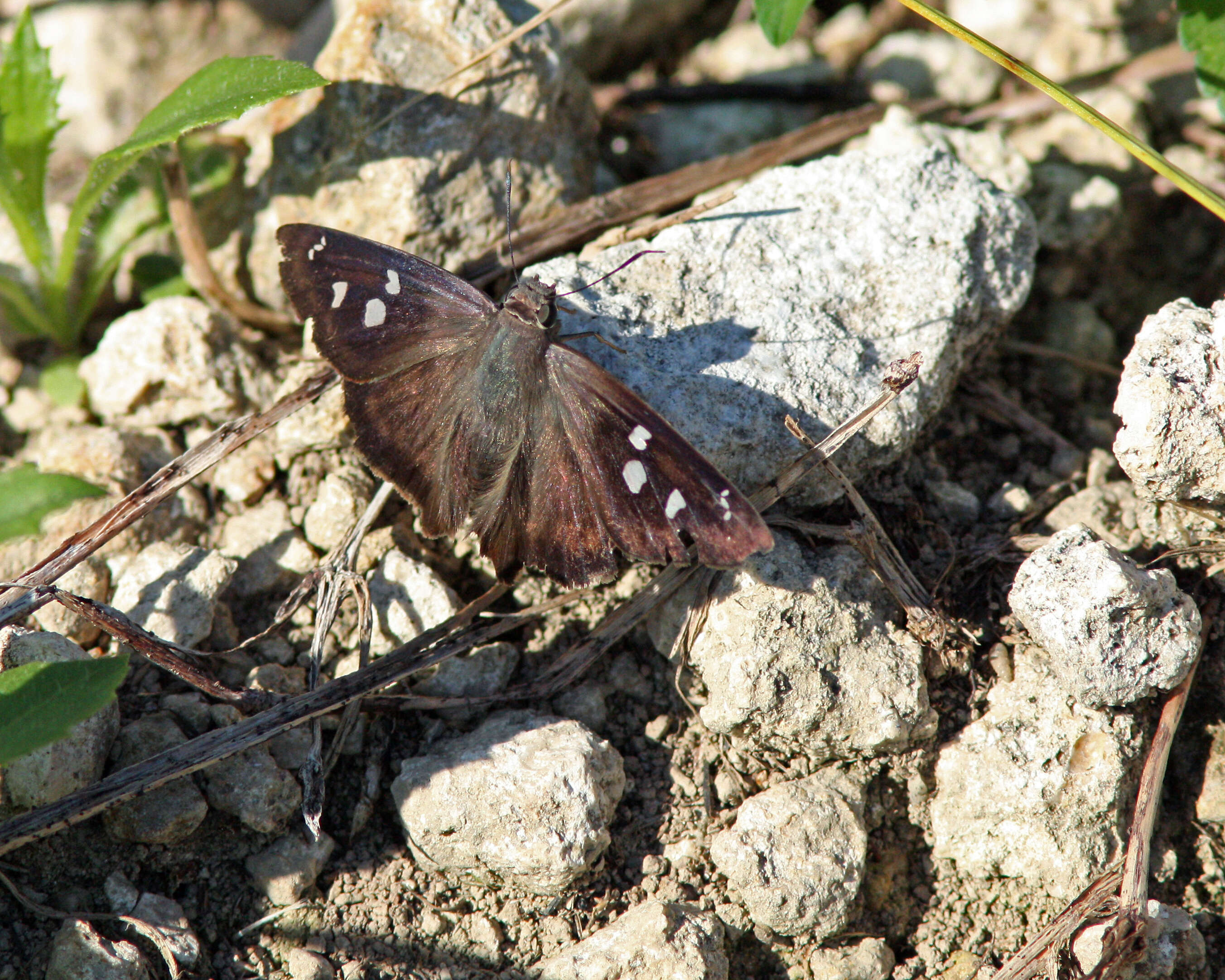 Image of Hammock Skipper