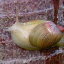 Image of Amphibulima patula dominicensis