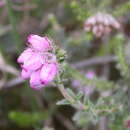 Image of Bog Heather