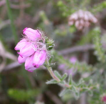 Image of Bog Heather