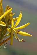 Image of Asphodeline