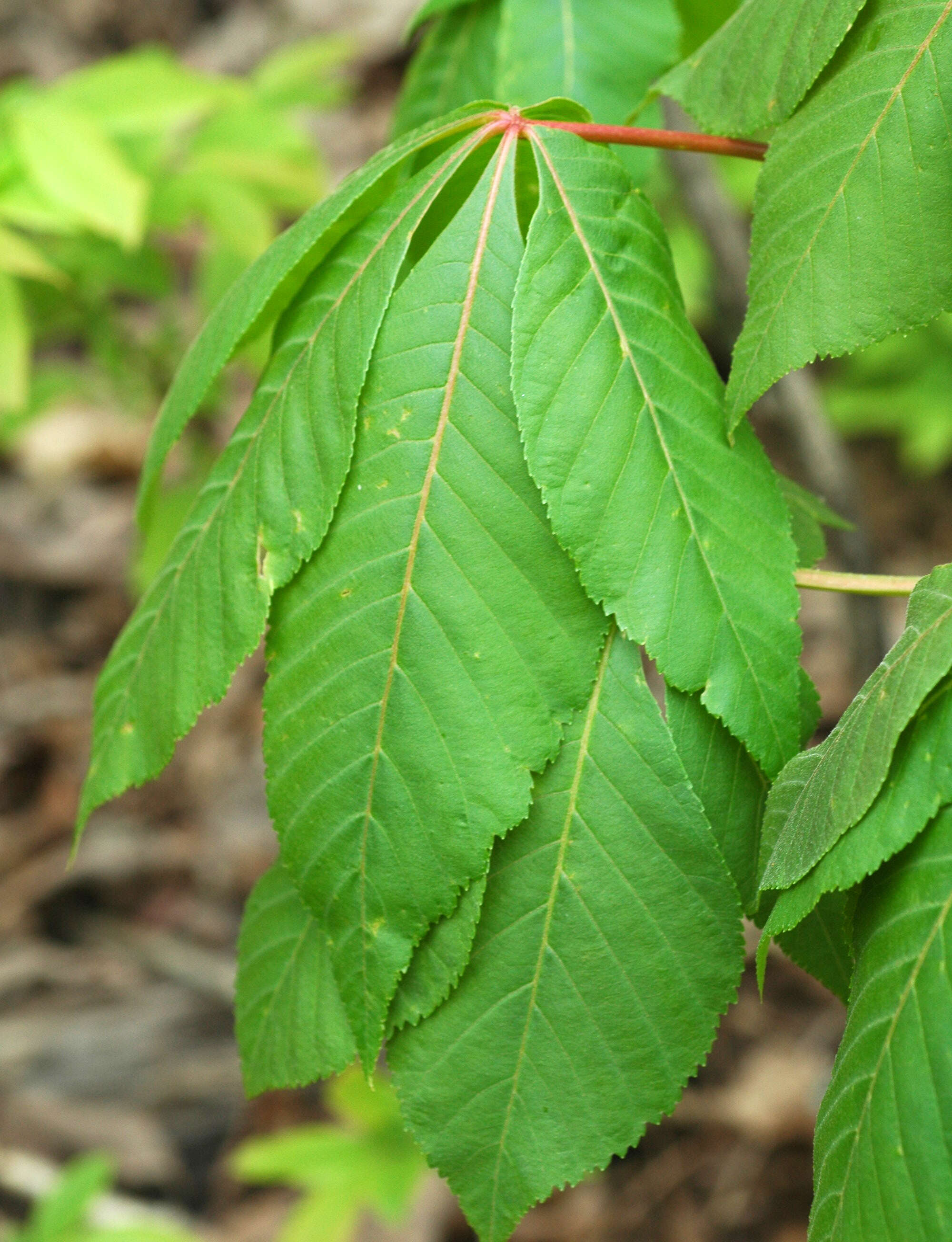 Image de Pavier de l'Ohio