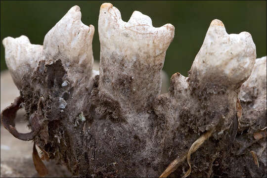 Image of felt lichen