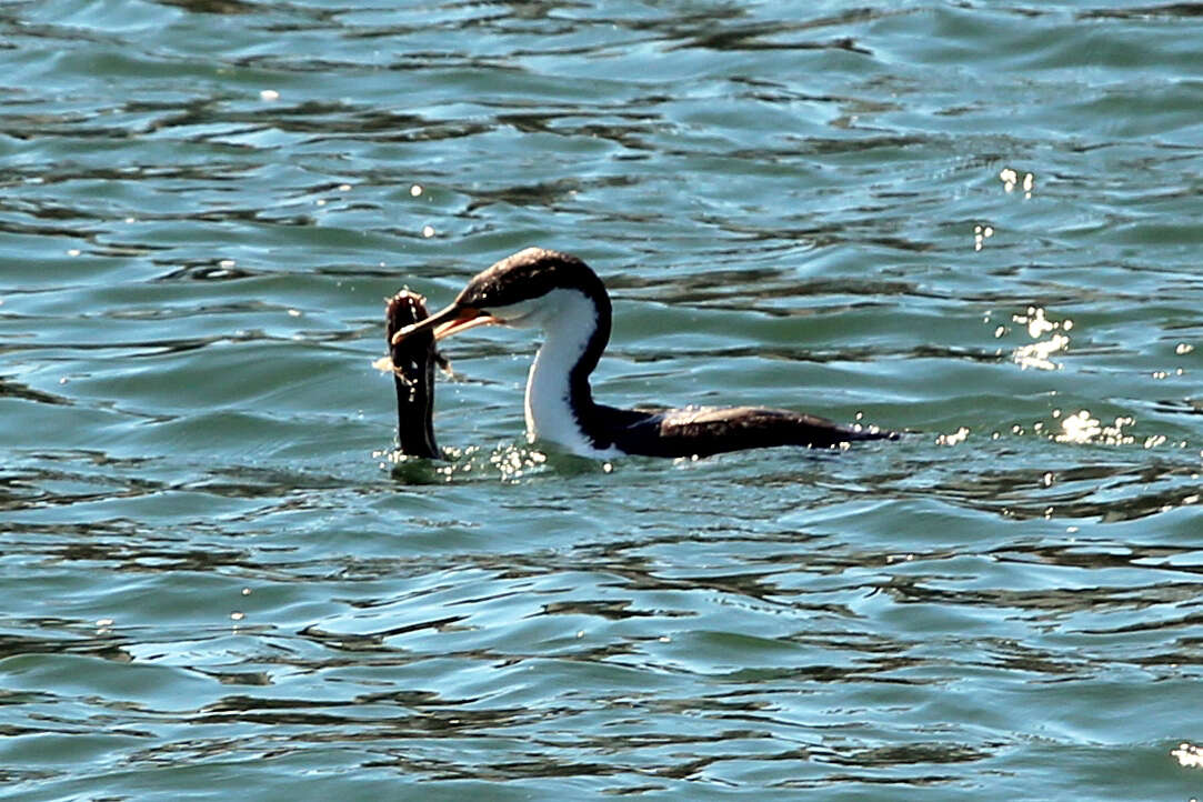 Image of Phalacrocorax Brisson 1760