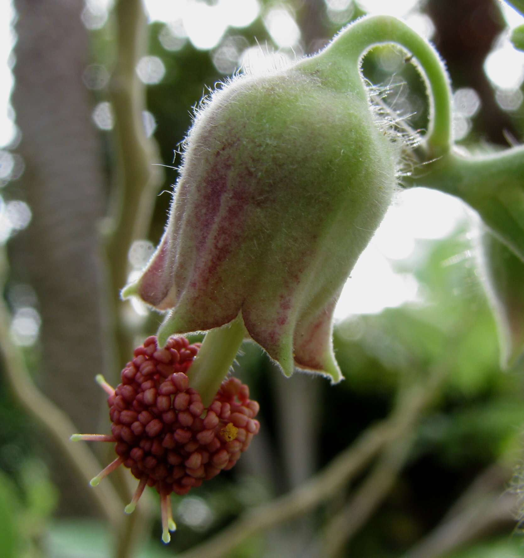 Image of Indian mallow