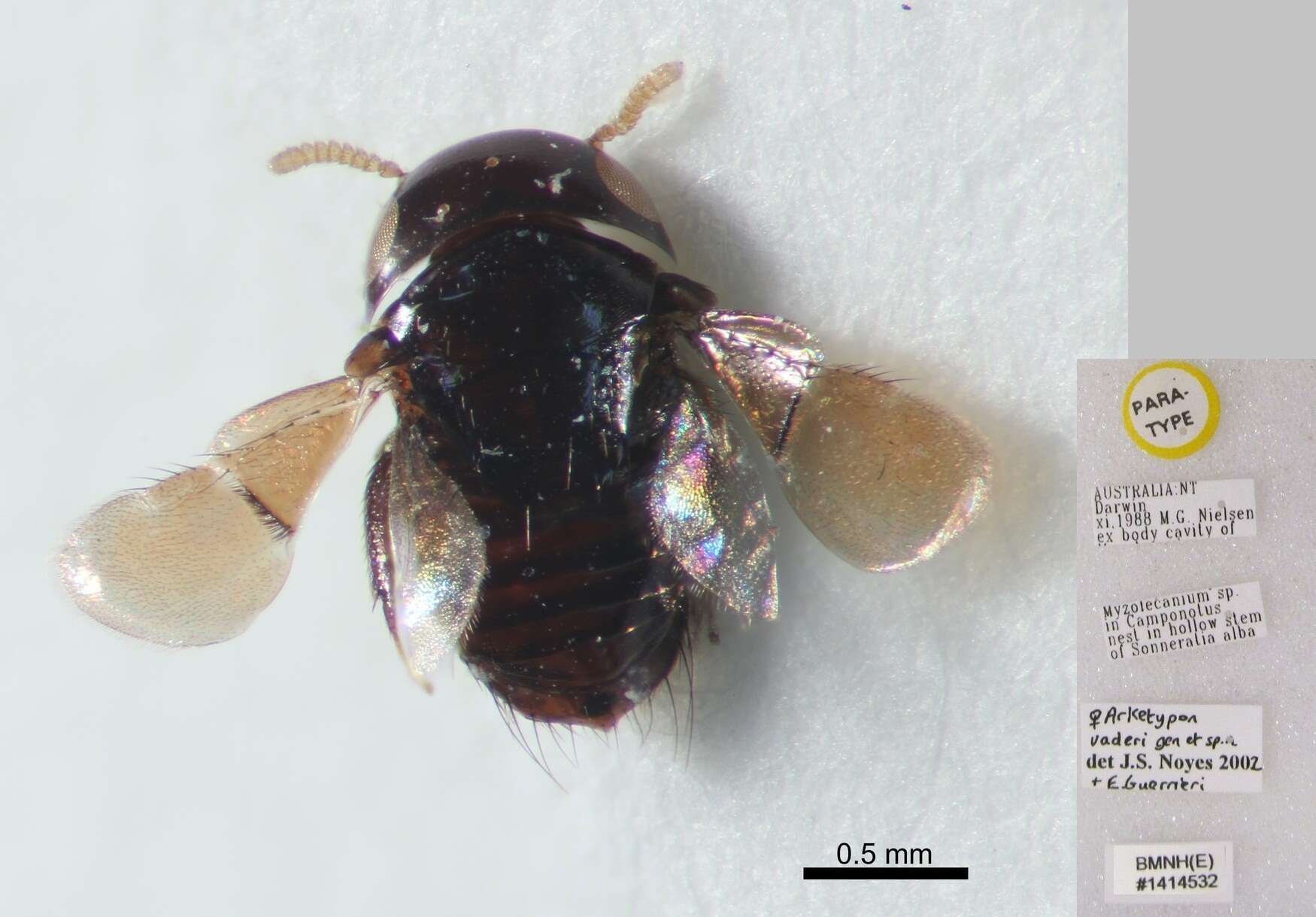 Image of Arketypon vaderi Guerrieri & Noyes 2002