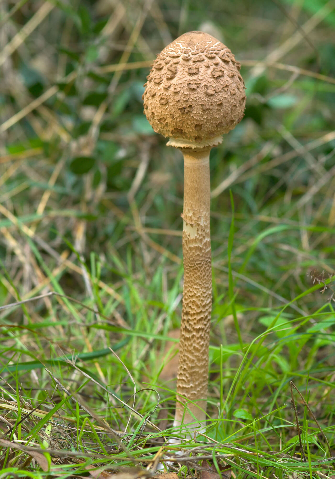 Image of Macrolepiota procera (Scop.) Singer 1948