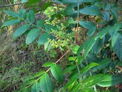 Rhus copallina L. resmi