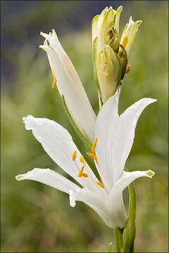 Image of St. Bruno's Lily