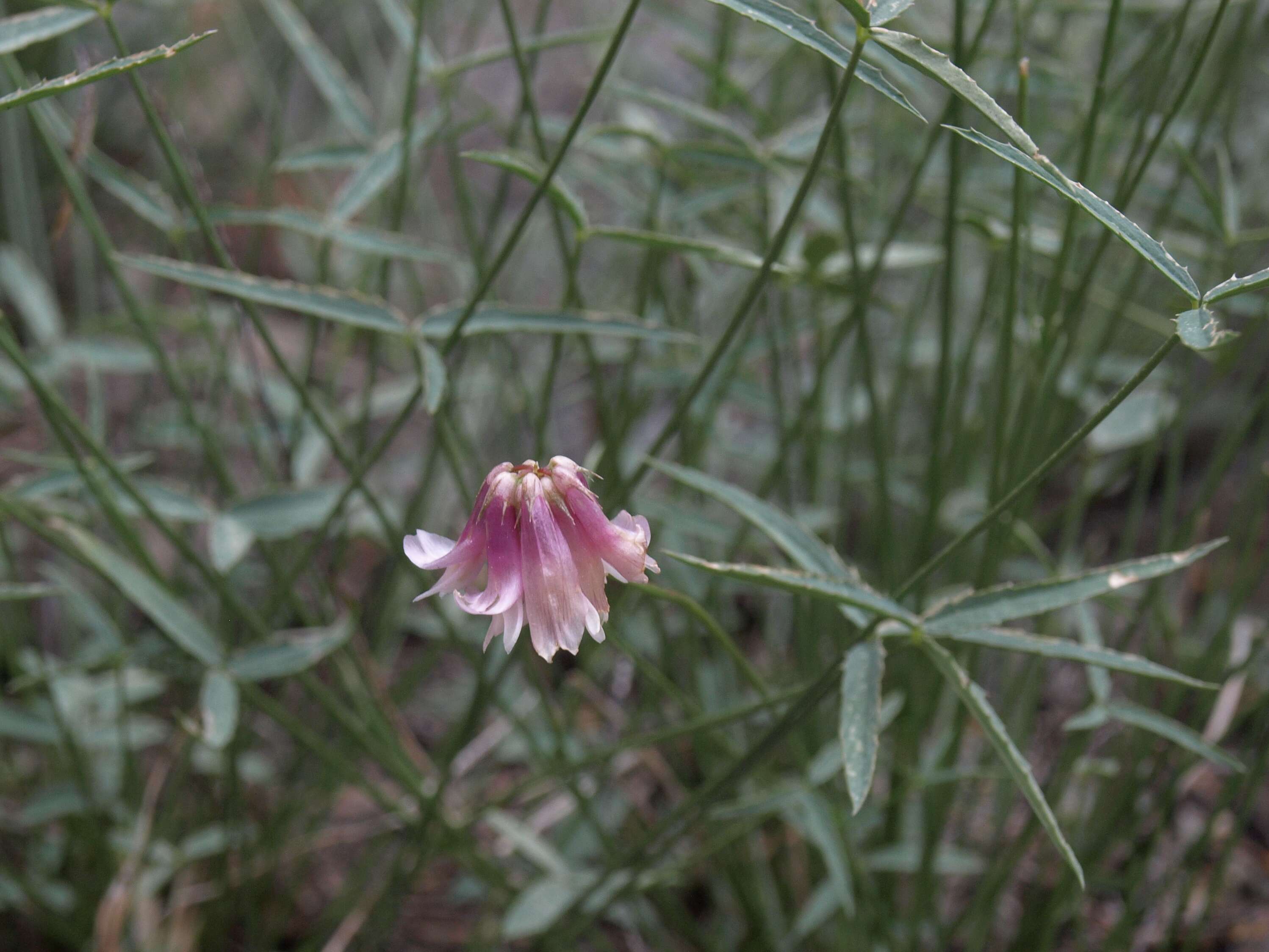 Image of King's clover