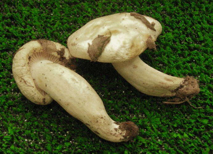 Слика од Hygrophorus chrysodon (Batsch) Fr. 1838