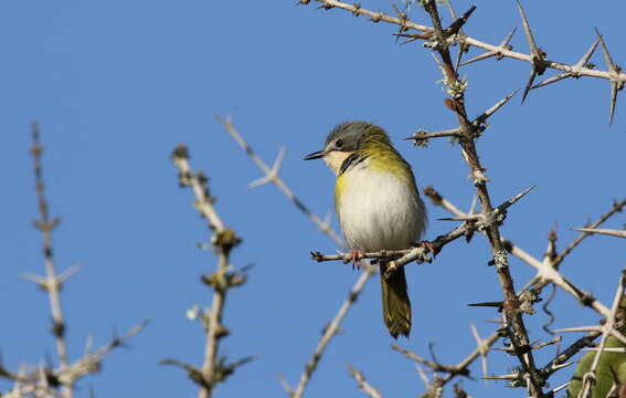 Image of Apalis Swainson 1833