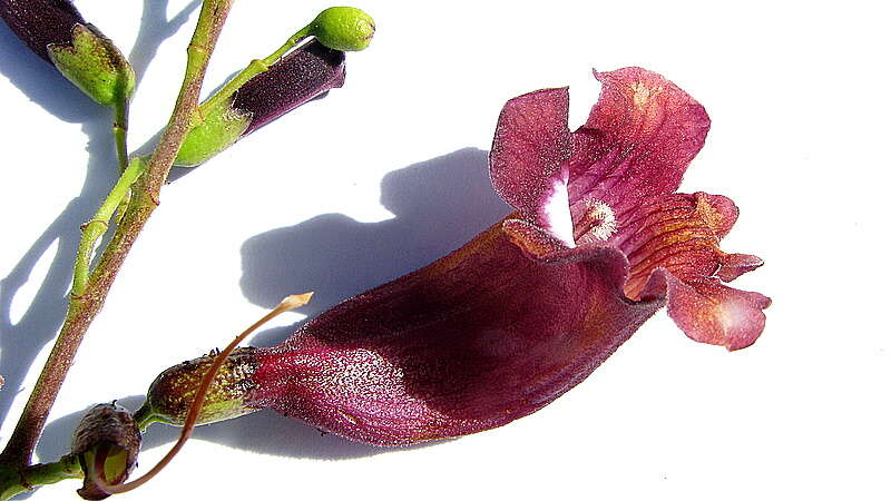 Imagem de Jacaranda jasminoides (Thunb.) Sandwith