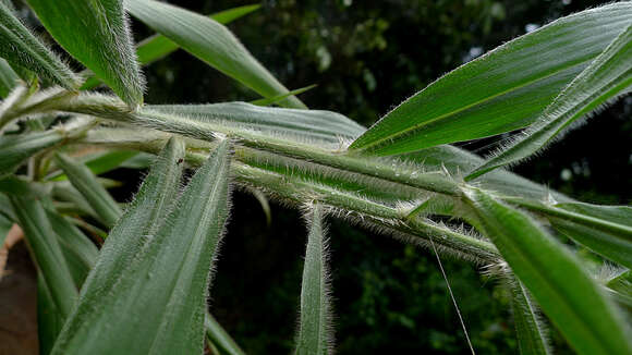 Image of plains bristlegrass