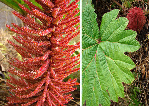 صورة Gunnera insignis (Oerst.) Oerst.