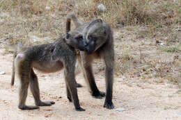 Image of Baboon