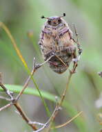 Image of Melolontha papposa Illiger 1803