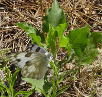 Image of Checkered White