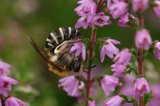 Image of Cellophane bees