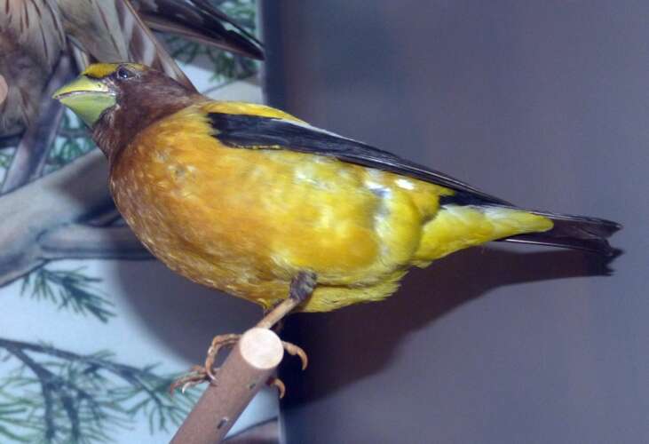 Coccothraustes vespertinus的圖片