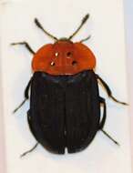 Image of Oiceoptoma nigropunctatum (Lewis 1888)