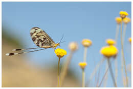 Image of thread-winged lacewings