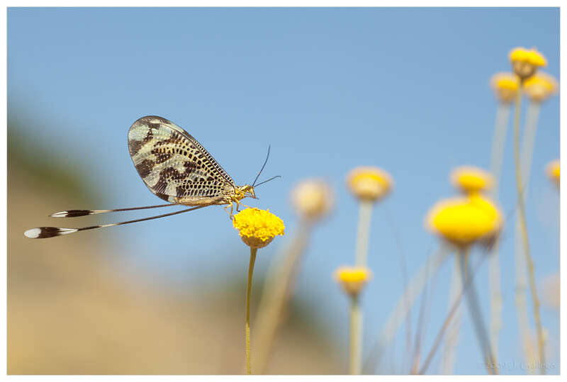 Image of thread-winged lacewings