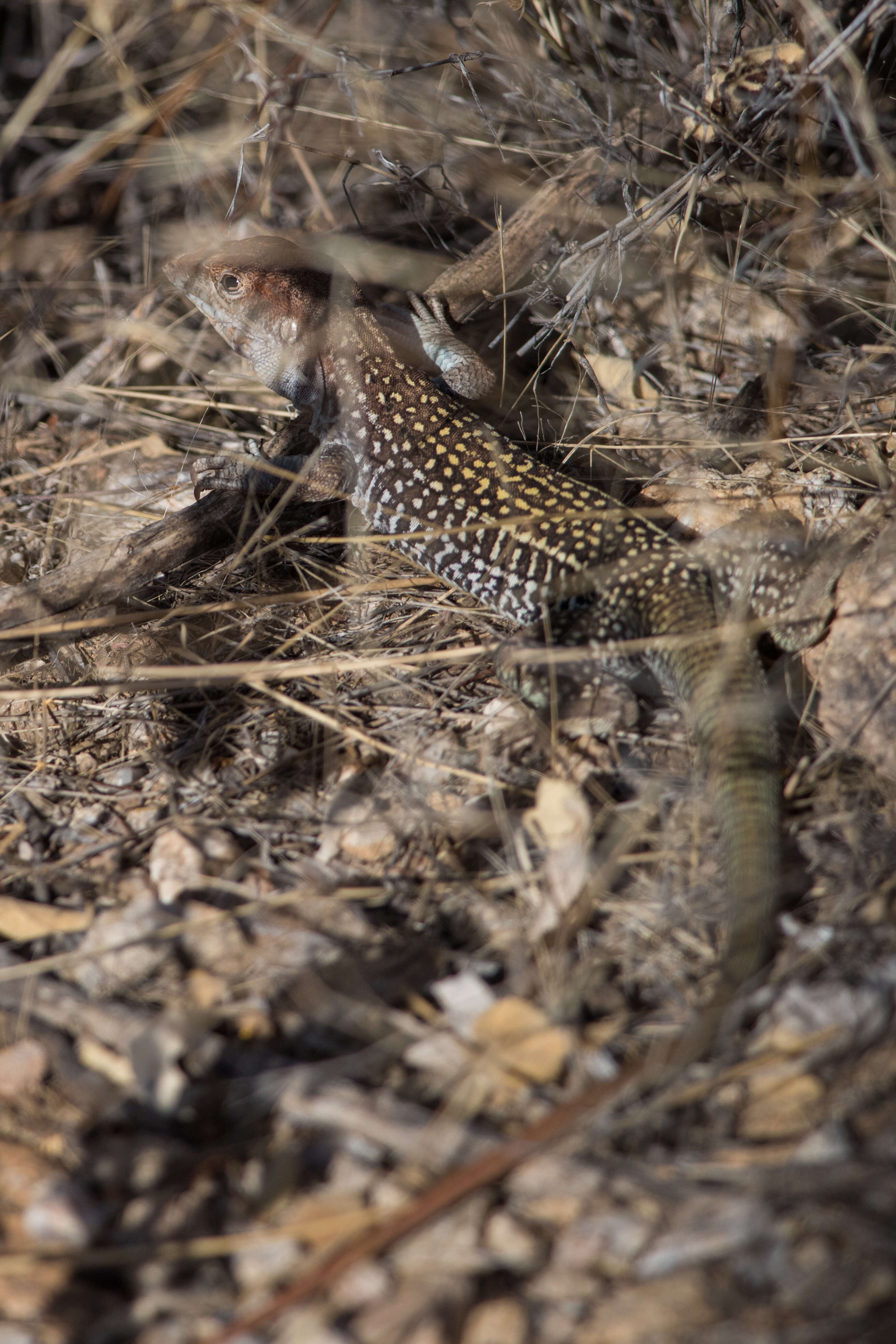 Image of Canyon Spotted Whiptail