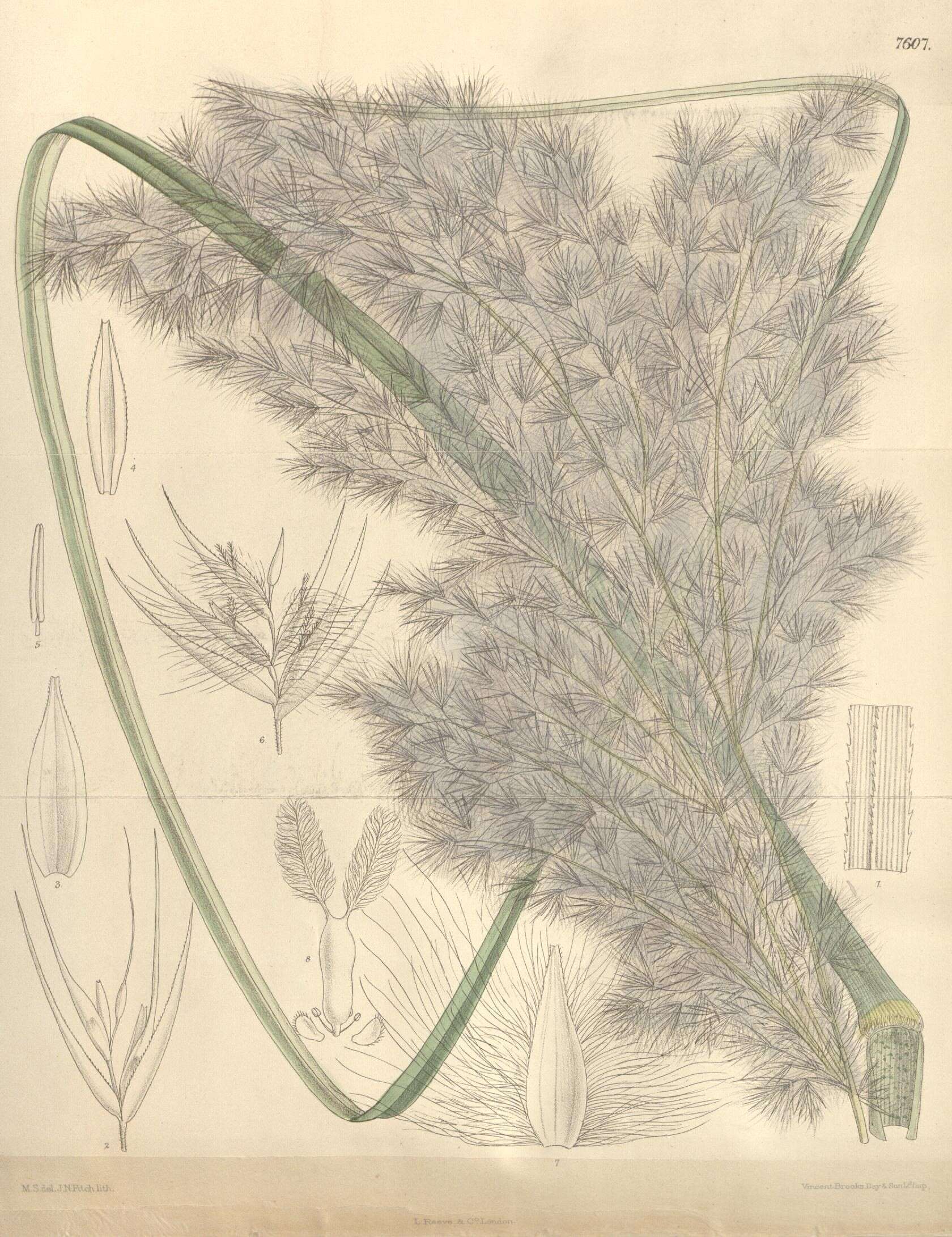 Image of pampas grass