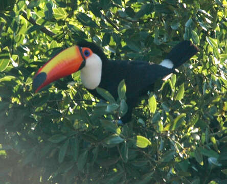 Слика од Ramphastos toco Müller & Pls 1776