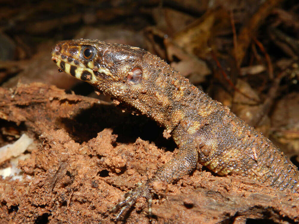 Image of night lizards