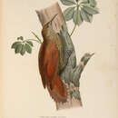 Image of Montane Woodcreeper