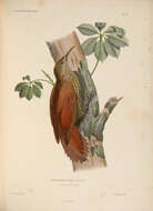 Image of Lepidocolaptes Reichenbach 1853