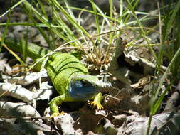 Image of green lizard